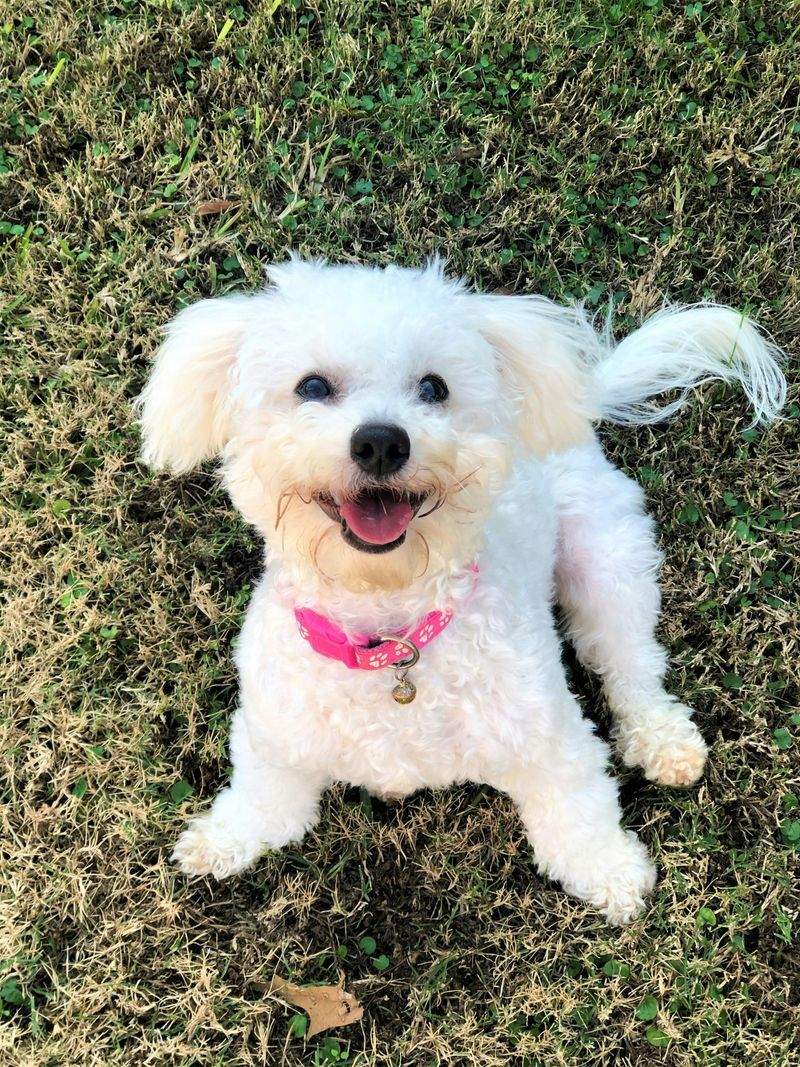 春のお散歩をもっと快適にするための犬のケアポイント