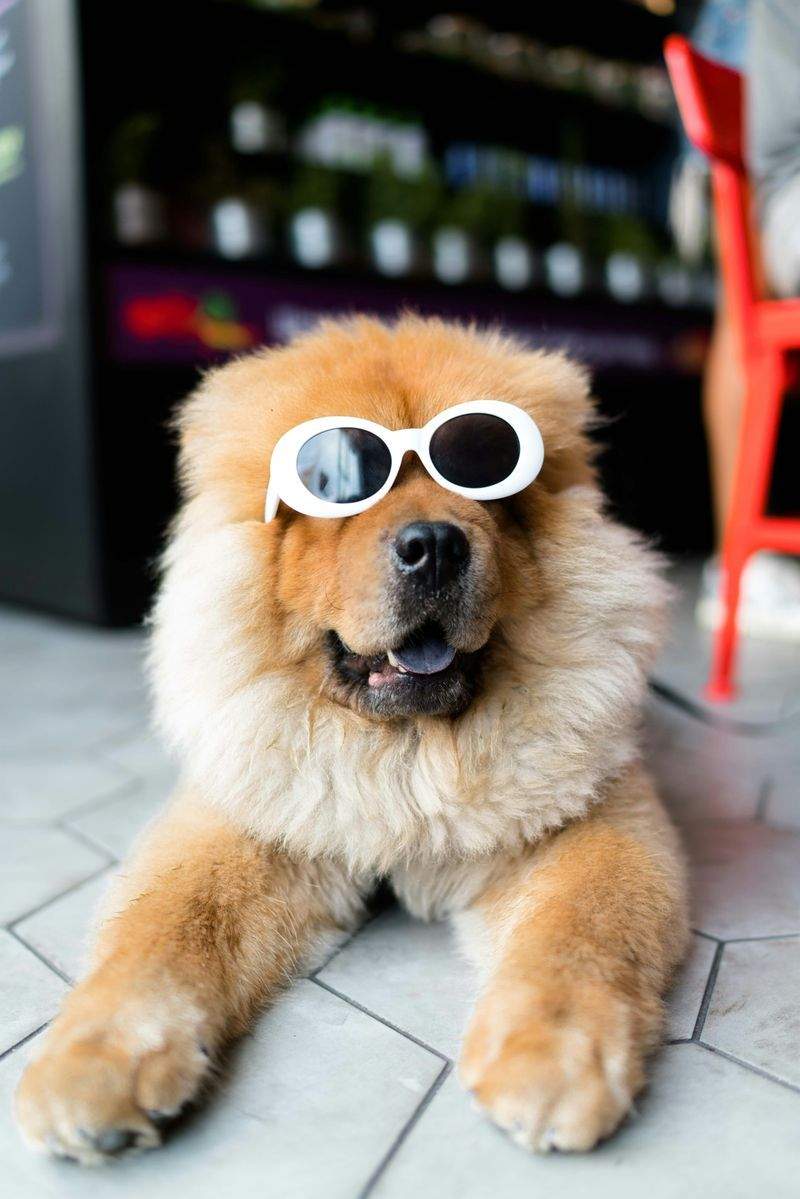 シニア犬ケア